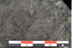 Foto (Detailansicht) von Acrostichopteris lunzensis Ettingshausen (NHMW-GEO-2024-0188-10524)
